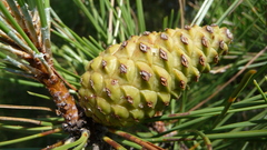 Pinus nigra salzmannii