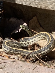 Thamnophis radix
