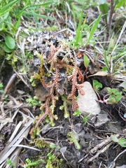 Selaginella helvetica