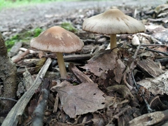Psathyrella longipes