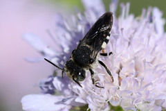 Coelioxys