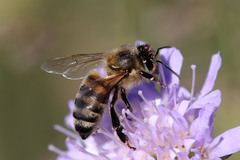 Apis mellifera