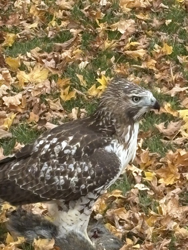 Buteo jamaicensis observed 2026-10-29