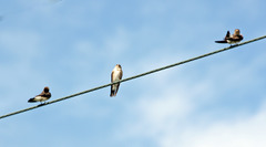 Stelgidopteryx serripennis ridgwayi