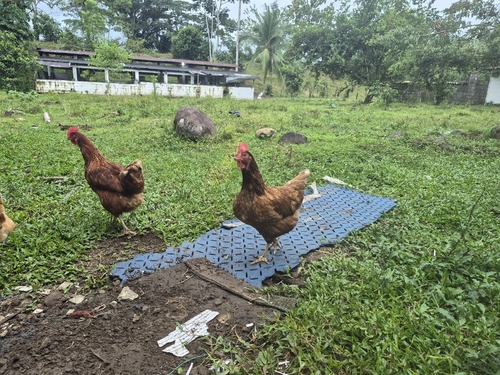 Gallus gallus observed 2026-10-29