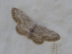 Idaea calunetaria