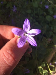 Campanula poscharskyana