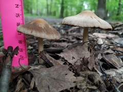 Psathyrella longipes