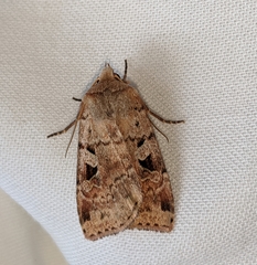 Diarsia esurialis