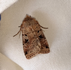 Diarsia esurialis