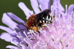 Anthidium punctatum