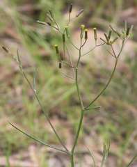 Senecio phelleus
