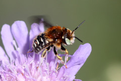 Anthidium punctatum