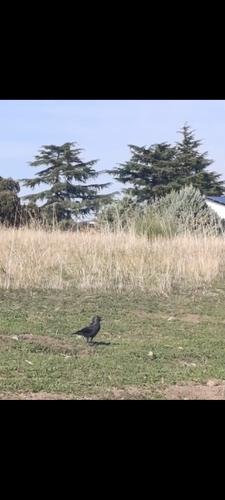 Corvus observed 2026-10-29
