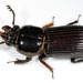 Bess Beetles - Photo (c) Patrick Coin, some rights reserved (CC BY-NC)