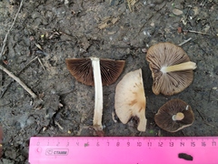 Psathyrella longipes