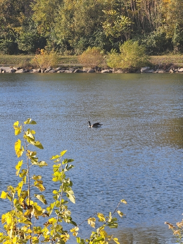 Branta observed 2026-10-29