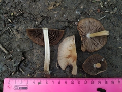 Psathyrella longipes