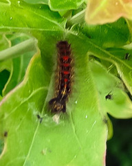Acronicta rumicis