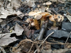 Fungi