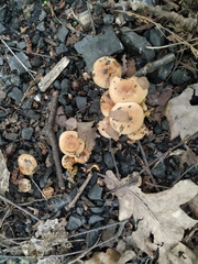 Fungi