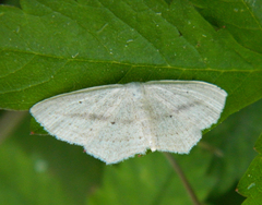 Scopula emutaria