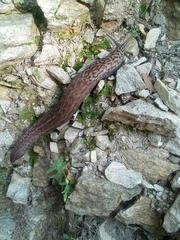 Limax subalpinus