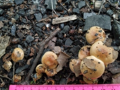 Fungi