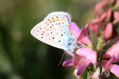 Polyommatus icarus
