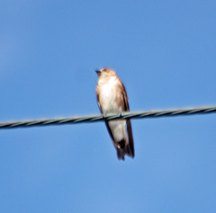 Stelgidopteryx serripennis ridgwayi