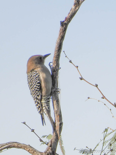 Melanerpes uropygialis observed 2026-10-29