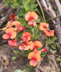 Podolobium procumbens