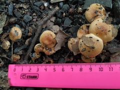 Fungi