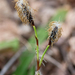 Carex plantaginea - Photo (c) Susan Elliott,  זכויות יוצרים חלקיות (CC BY-NC), הועלה על ידי Susan Elliott