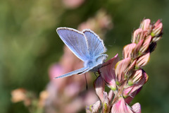 Polyommatus icarus