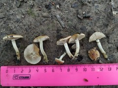 Fungi