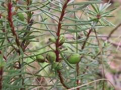 Persoonia chamaepeuce