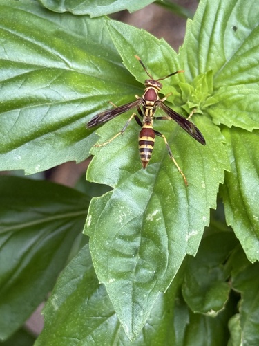 Polistes exclamans observed 2026-10-29