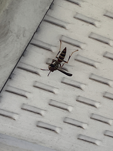 Polistes exclamans observed 2026-10-29