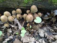Coprinellus micaceus