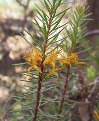 Persoonia chamaepeuce