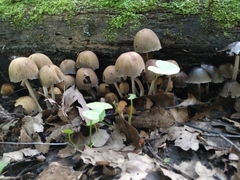 Coprinellus micaceus