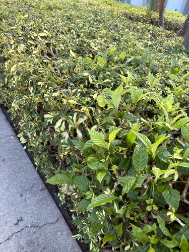 Psychotria observed 2026-10-29
