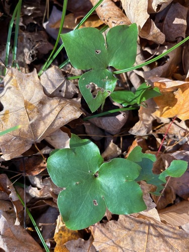 Hepaticae observed 2026-10-29