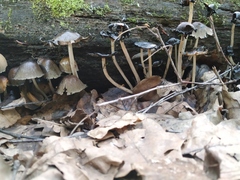 Coprinellus micaceus