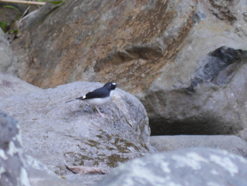 Enicurus velatus