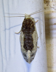 Henricus edwardsiana