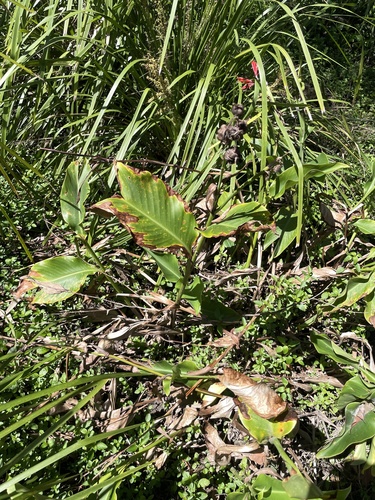 Canna indica observed 2026-10-29