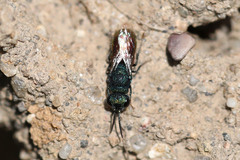 Pseudochrysis neglecta