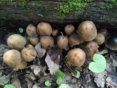 Coprinellus micaceus